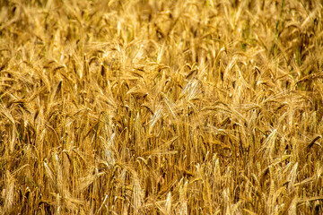 wheat plants with yellowed spike