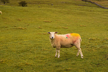 Photo of some beautiful white sheeps standing quiet and relax in nature in a UK landscape