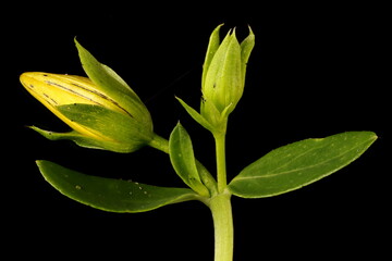 Perforate St. John's-Wort (Hypericum perforatum). Floral Buds Closeup - obrazy, fototapety, plakaty