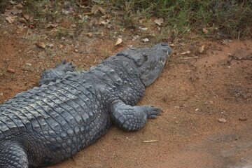 Chilling Crocodile 