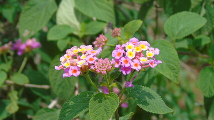butterfly on a flower