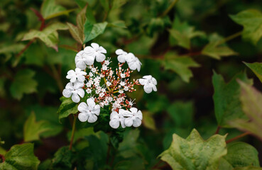 Wildflowers on a wooden background with natural light.