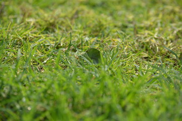 green grass texture