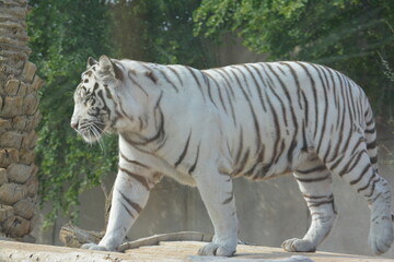 A walking white tiger
