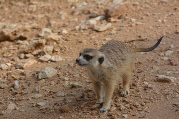 Fototapeta premium meerkat on guard