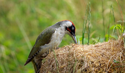 Male green woodpecker searching for insects