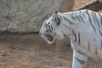 Growling of a white tiger