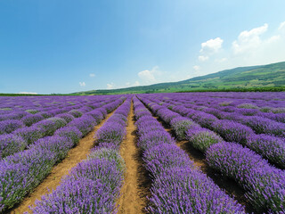 a field of lavender flowers with selective focus