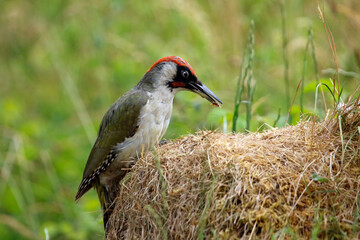 Male green woodpecker searching for insects