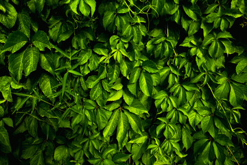 The wall of wild grapes looks very good in the garden in summer.