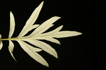 Mugwort (Artemisia vulgaris). Leaf Closeup