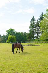 Naklejka premium Horse in captivity. Standing in a field surrounded by barbed wire. Equestrian center horse. Sunny spring day with a blue sky. Vertical shot.