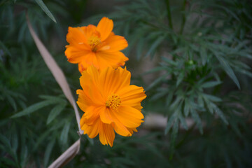 Beautiful yellow cosmos flowers in the garden with a blur background
