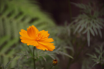 Beautiful yellow cosmos flowers in the garden with a blur background