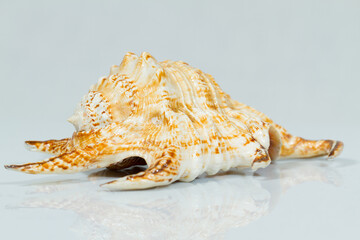 Close up of a spiral and curly shell in white background. White and brown coloration with various spots and stripes