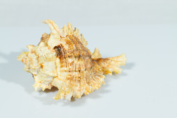 Close up of a spiral, curly and spiny shell in white background. White and brown coloration