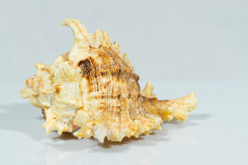 Close up of a spiral, curly and spiny shell in white background. White and brown coloration