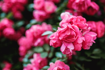 Beautiful blooming pink rose on a bush in the garden