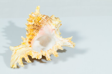 Close up of a spiral, curly and spiny shell in white background. White and brown coloration