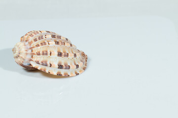 Close up of a spiral and curly shell in white background. White and brown coloration with various spots and stripes