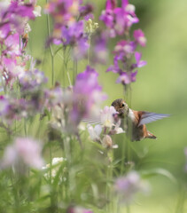 Rufous Hummingbird 3088
