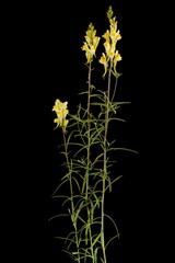 Common Toadflax (Linaria vulgaris). Habit