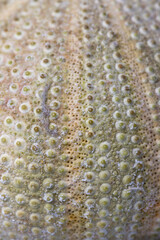 Close up Sea urchin pattern, multiple colors and dots. Abstract background