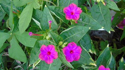 spring flowers in the garden