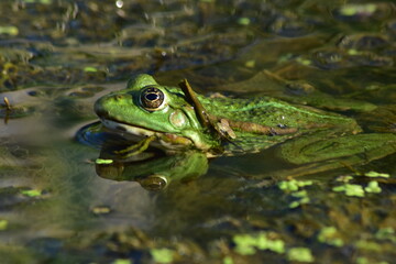 a green frog sits on seaweed on the river