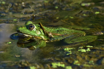 a green frog sits on seaweed on the river