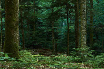 Obraz premium Beautiful summer confireous forest