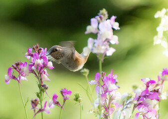 Rufous Hummingbird 3151