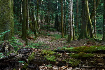 Beautiful summer confireous forest