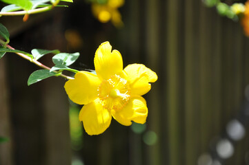 Yellow Flower