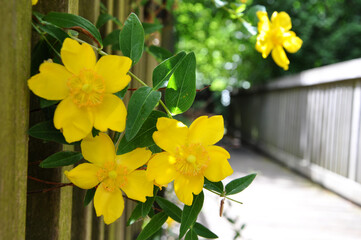 Yellow Flowers 