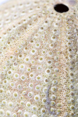 Beautiful Macro Close up Sea urchin for science