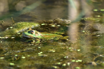 a green frog sits on seaweed on the river