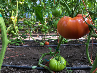 Tomatoes ripening on the vine on a farm