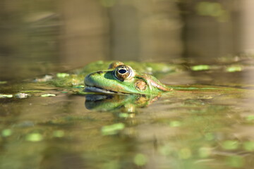 a green frog sits on seaweed on the river