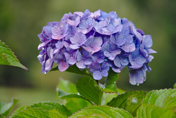
Beautiful hydrangea or hydrangea flower close up after raining in autumn. Natural artistic background