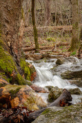 Fototapeta premium Creek in the Woods 