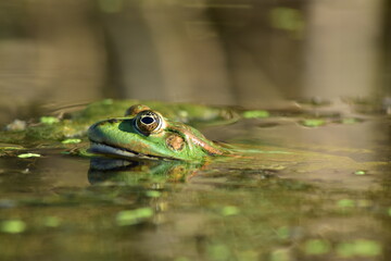 a green frog sits on seaweed on the river