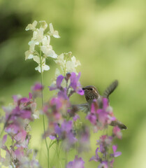 Rufous Hummingbird 3185