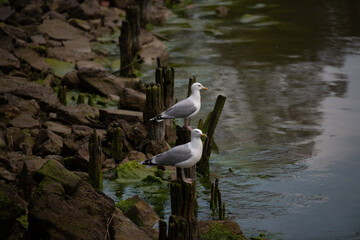  ptaki, woda, mewy © Leszek