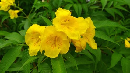 yellow daffodil flowers