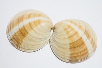 Close up of two Sea shell isolated on white background