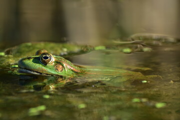 a green frog sits on seaweed on the river