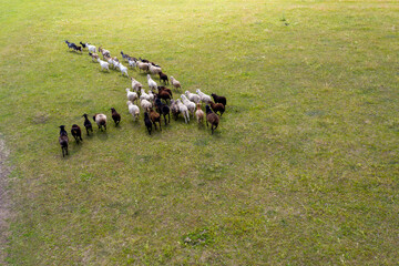 The leader goat leads a mixed flock of sheep and goats. The view from the top.