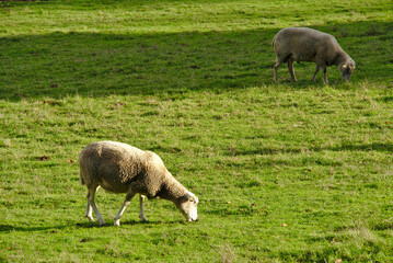 Obraz premium Sheep eating grass on meadow in sunny summer day, in Lugo Galicia