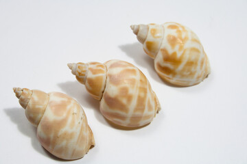 Close up of three Sea shell isolated on white background